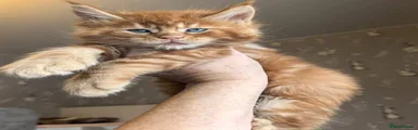 Maine Coon 2