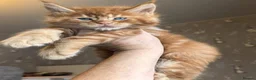 Maine Coon cats for sale: New Adventures Ready to Melt Your Heart-Maine Coon in Coventry - Advert 7
