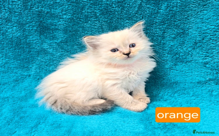 Ragdoll cats - Advert 8