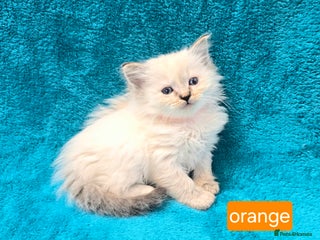 Ragdoll cats - Advert 25