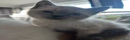 Ragdoll cats for sale: Stunning ragdoll x kittens - Advert 6