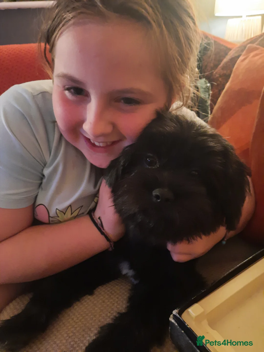 Mixed Breed dogs for sale: 💖 Lovely Little Charlie x - Advert 3