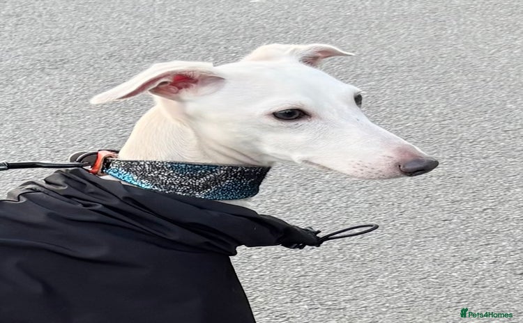 Italian Greyhound dogs - Advert 3