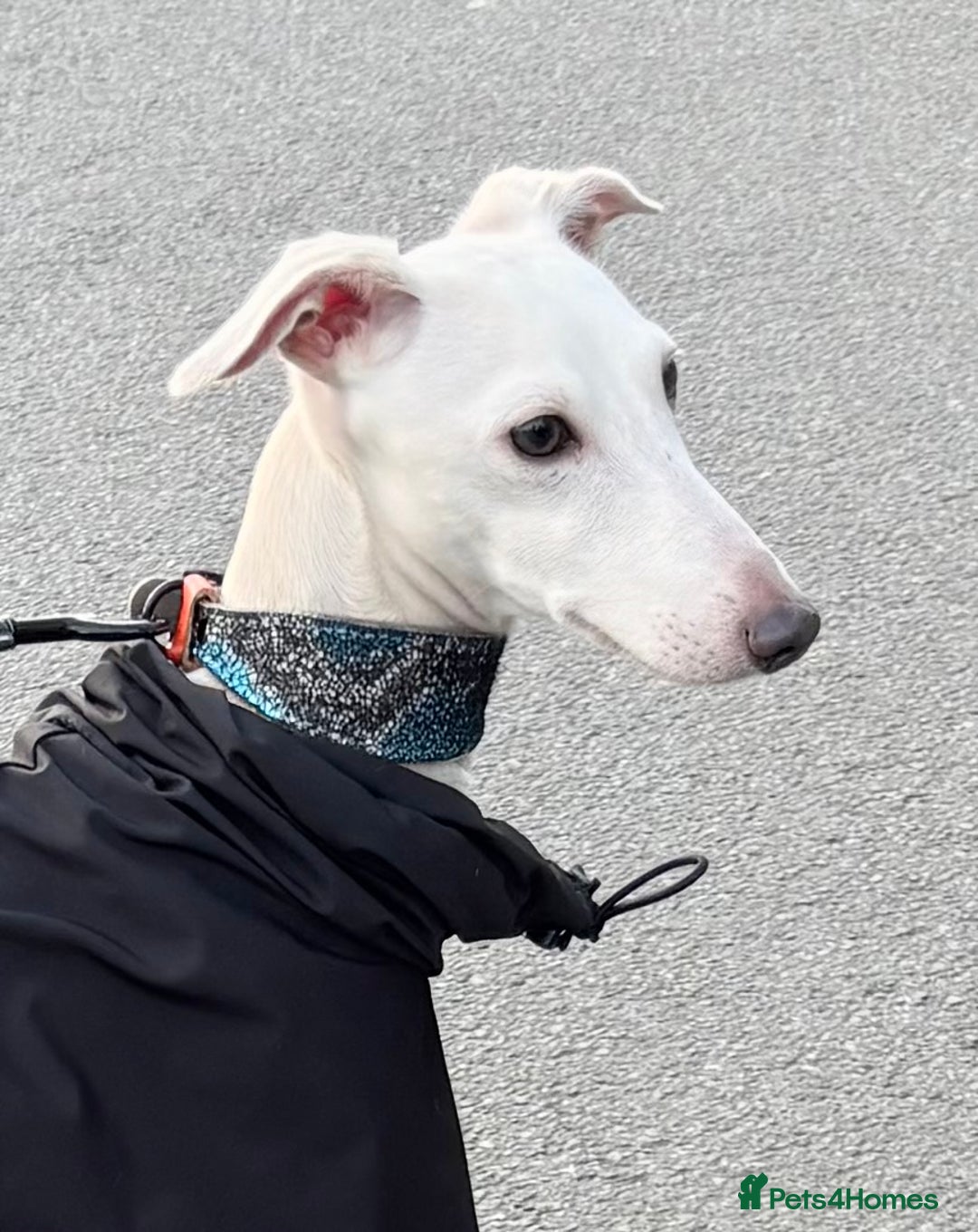 Italian Greyhound dogs for stud: MR RALPH AT STUD ( HEALTH TESTED ) - Advert 3