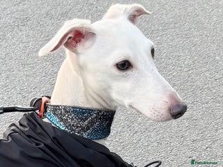 Italian Greyhound dogs - Advert 3