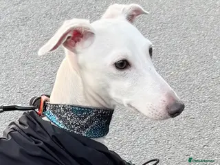 Italian Greyhound dogs MR RALPH AT STUD ( HEALTH TESTED ) - Advert 13