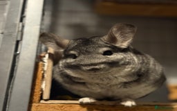 Chinchilla rodents for sale: 3 Chinchillas (family) - Image 23