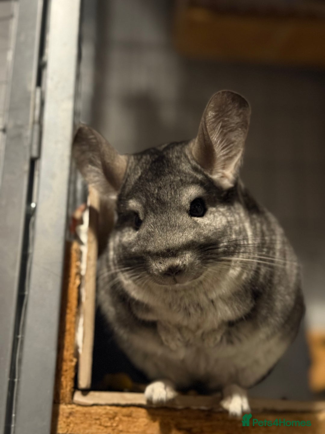 Chinchilla rodents for sale: 3 Chinchillas (family) - Image 23
