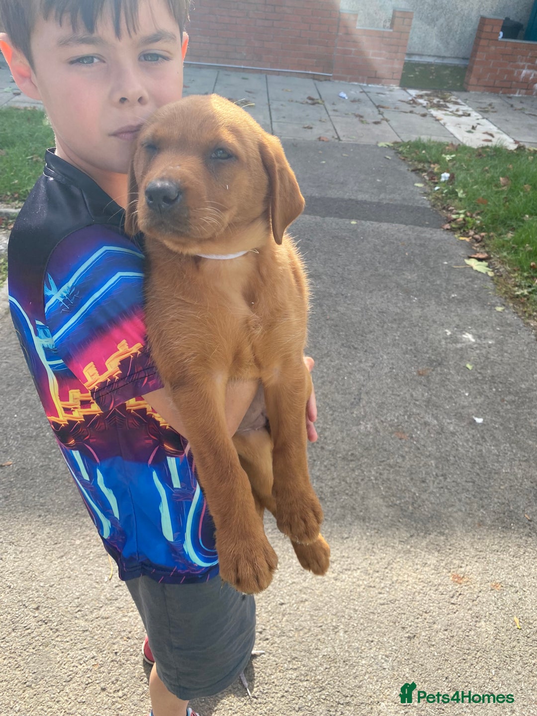 Labrador Retriever dogs for sale: Kc Labrador puppy ALLinjectionsfleawormchipinsured - Image 21