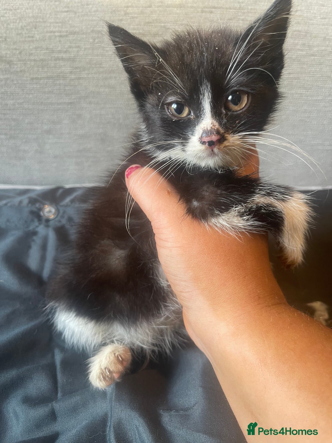 Mixed Breed cats for sale: 2 kittens ready for new home 🏡  - Image 1
