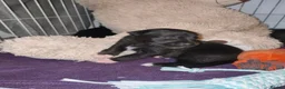 Mixed Breed dogs for sale: Gorgeous puppies looking for forever homes  - Advert 7