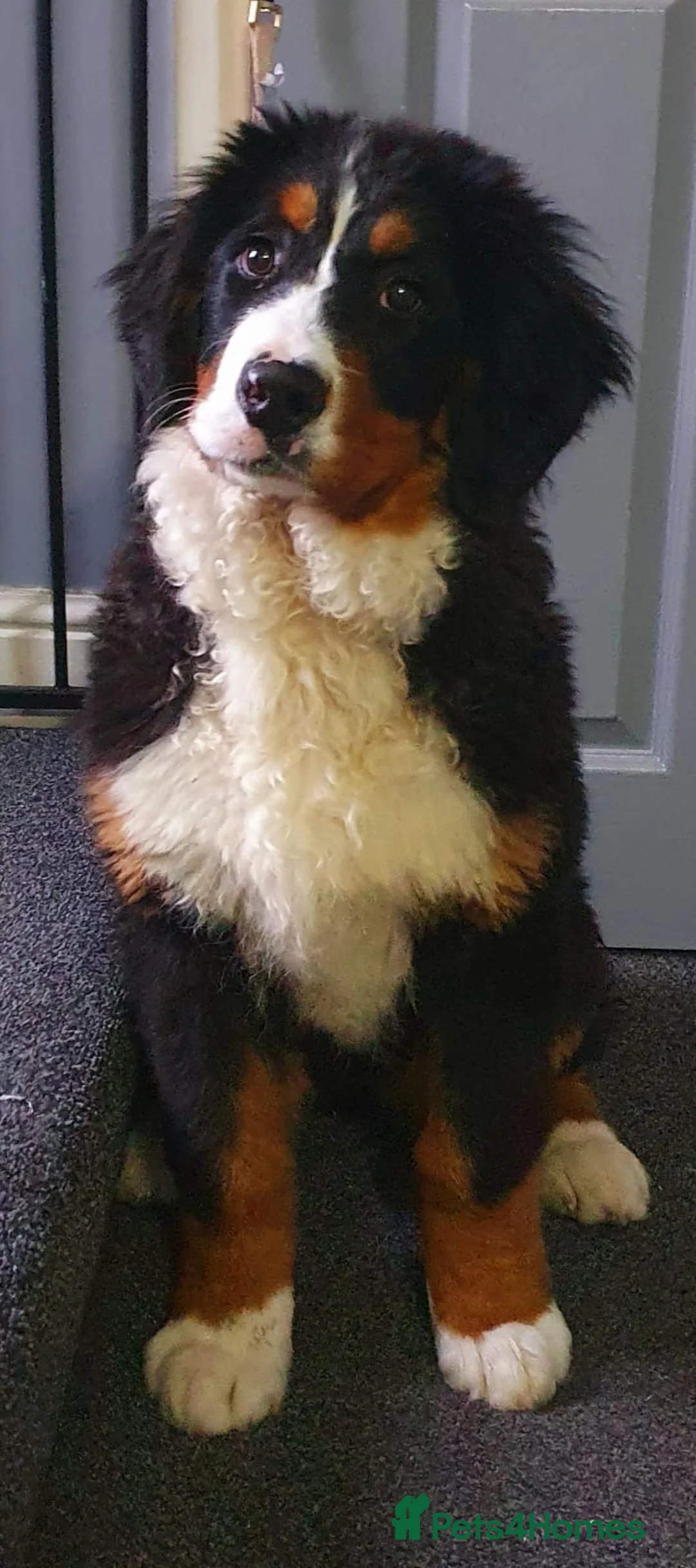 Bernese Mountain Dog dogs for sale: Bernese mountain female  in Blackburn - Advert 1