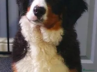 Bernese Mountain Dog dogs Bernese mountain female in Blackburn - Advert 1