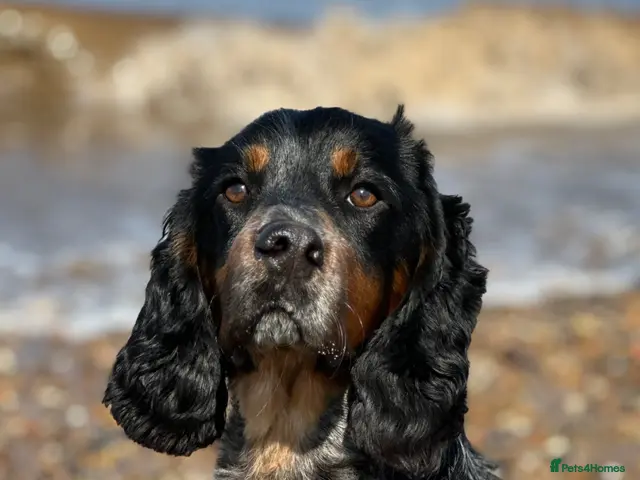 Cocker Spaniel dogs For stud only -Black and Tan with blue roan cocker - Advert 2