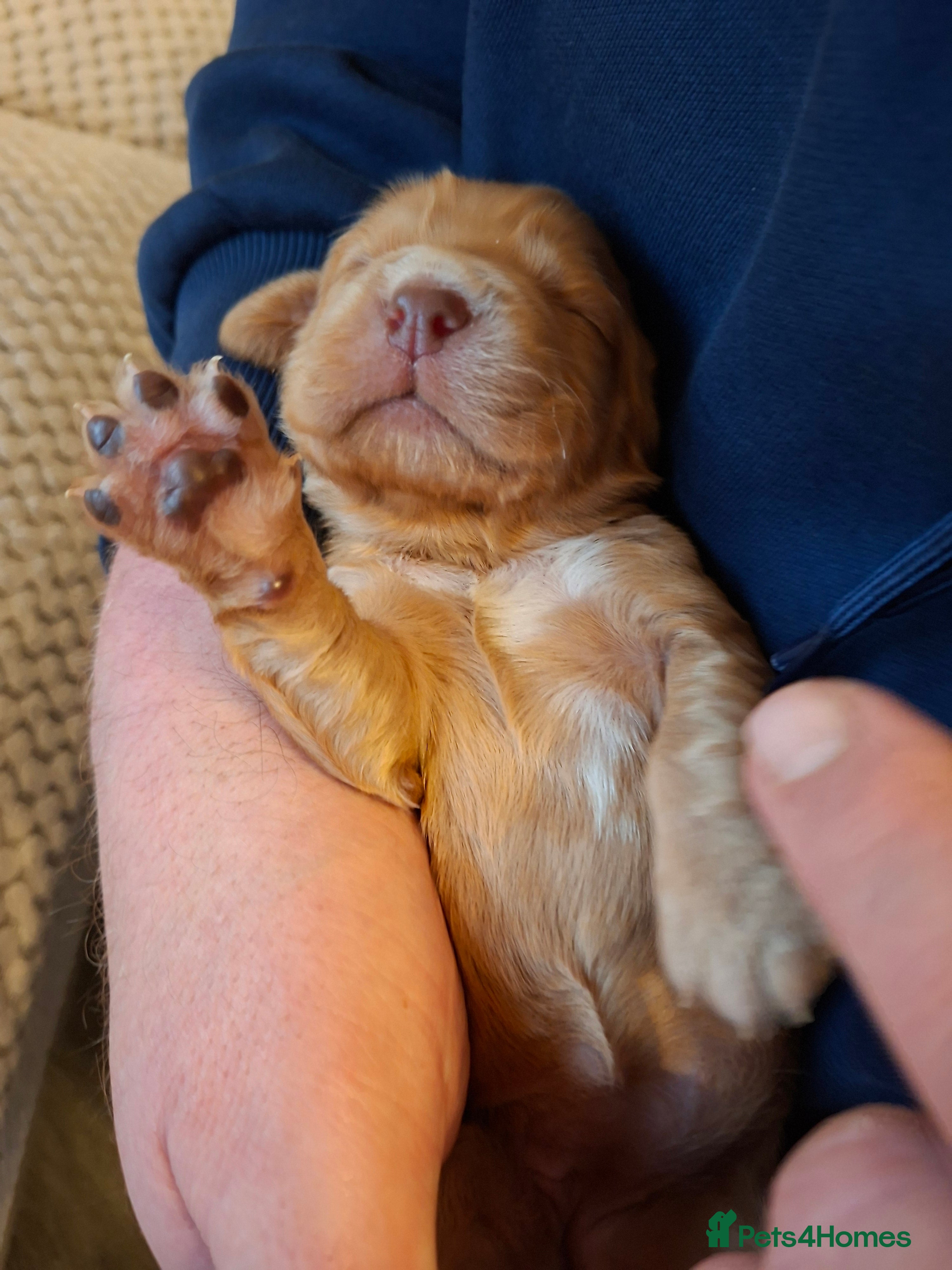 Cocker Spaniel dogs Cocker spaniel puppies - Advert 1