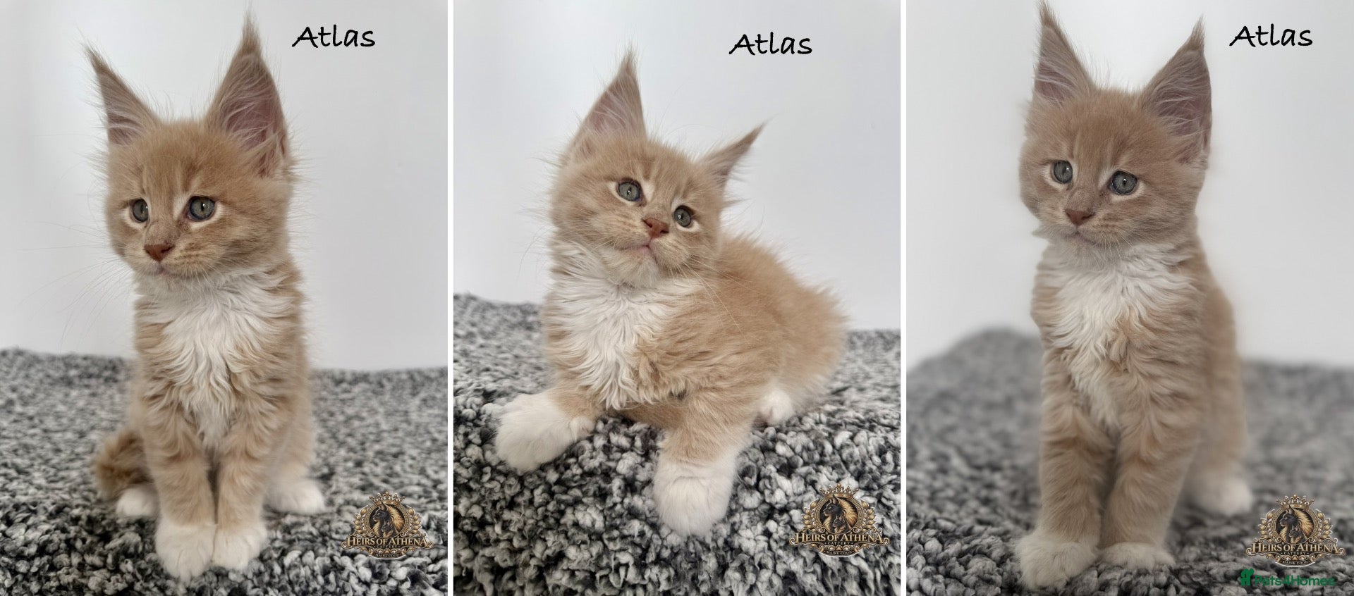 Maine Coon cats 🐾 Maine Coon Kittens TICA Registered 🐾 - Advert 2