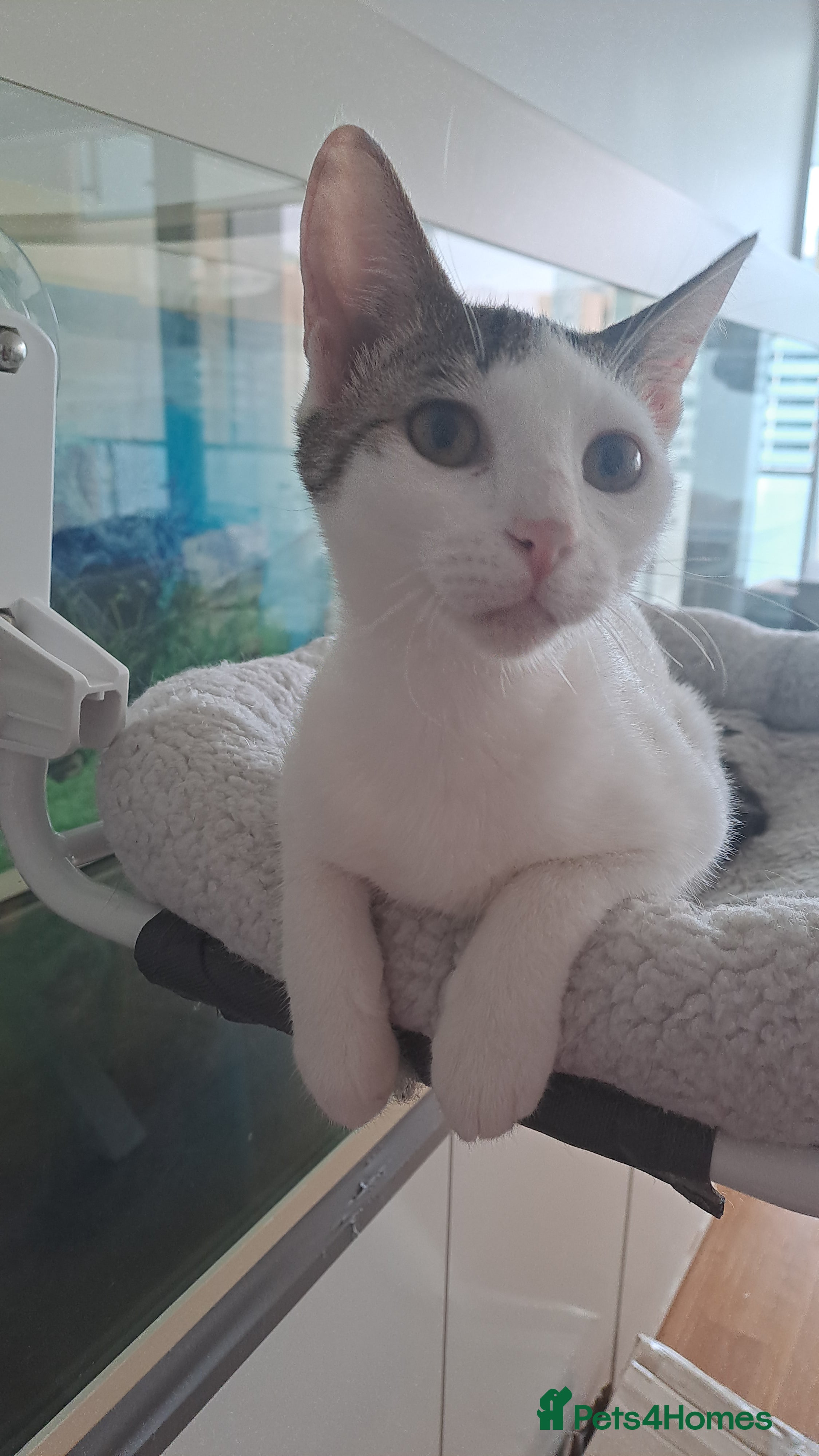 Mixed Breed cats Juju and Vivi - Double the Purr, Double the Fun - Advert 2