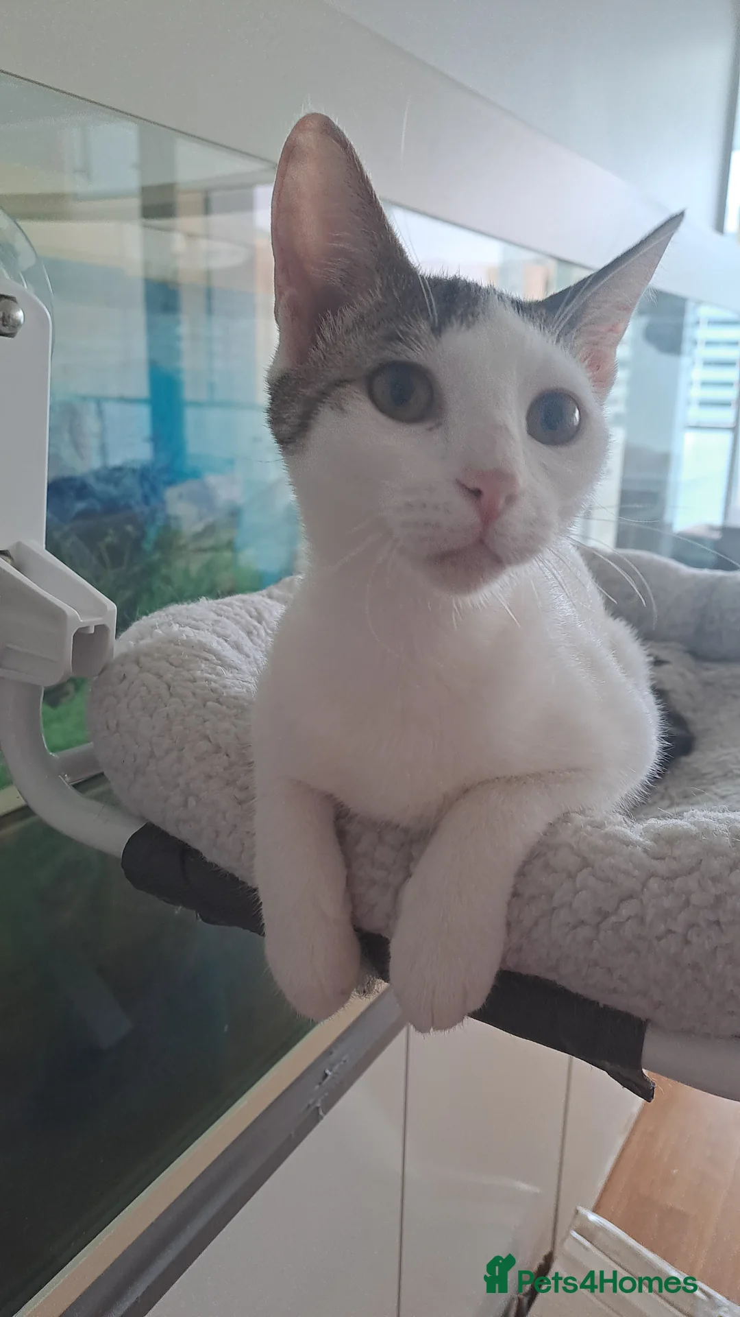 Mixed Breed cats for adoption: Juju and Vivi - Double the Purr, Double the Fun - Advert 2