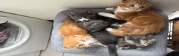 Scottish Fold cats for sale: 2 Scottish Fold Kittens - Advert 9