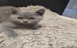 British Shorthair cats for sale: 4x British Shorthair vaccinated, microchipped. - Image 2