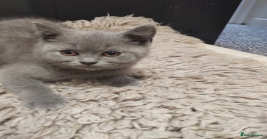 British Shorthair cats - Advert 15