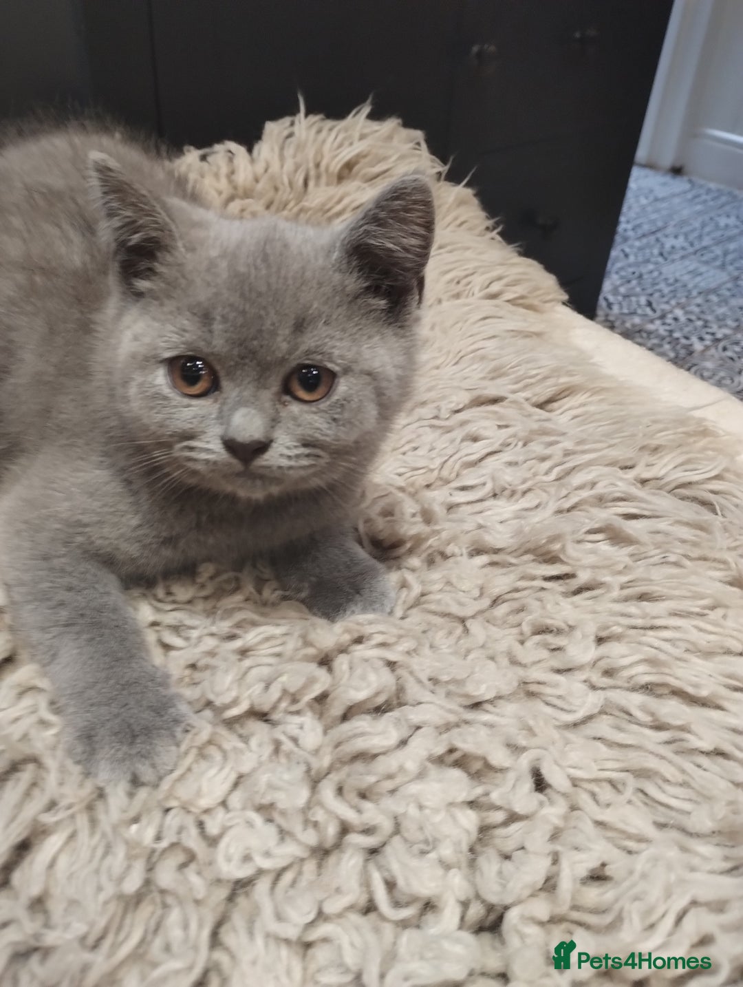 British Shorthair cats for sale: 4x British Shorthair vaccinated, microchipped. - Image 2