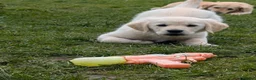 Golden Retriever dogs for sale: Bella’s Golden Gems 7 Gorgeous Puppies Coming Soon - Advert 12