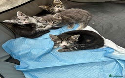 American Shorthair cats for sale: 4 male american shorthairs - Image 7