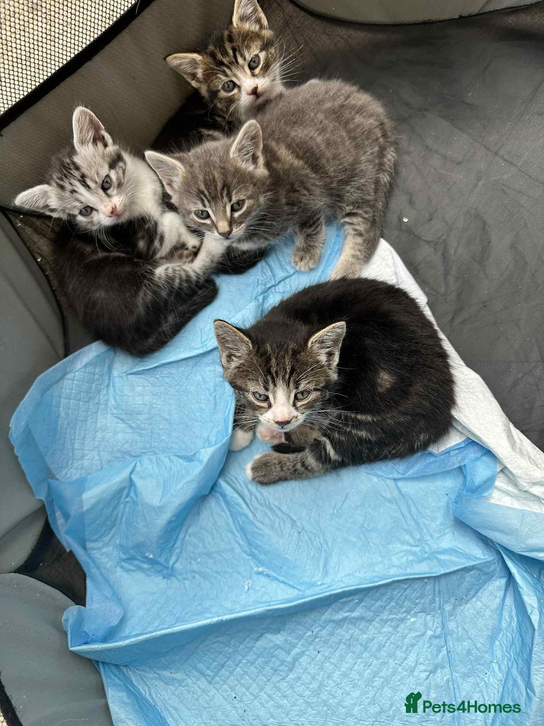 American Shorthair cats for sale: 4 male american shorthairs - Image 7