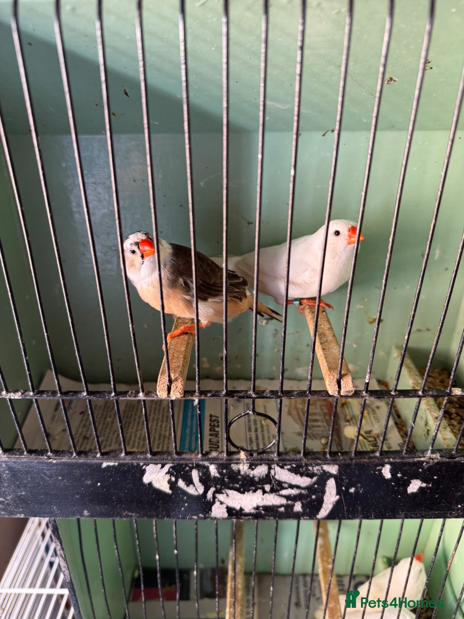 Finches birds Finches for sale  - Advert 5