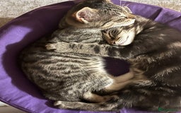 Mixed Breed cats for sale: Four Gorgeous Tuxedo & Tabby Kittens  - Image 6