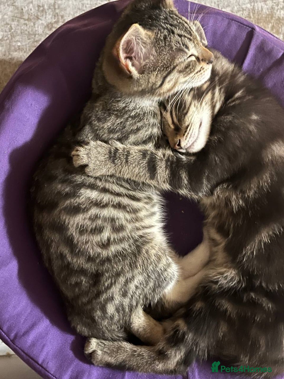 Mixed Breed cats for sale: Four Gorgeous Tuxedo & Tabby Kittens  - Image 6