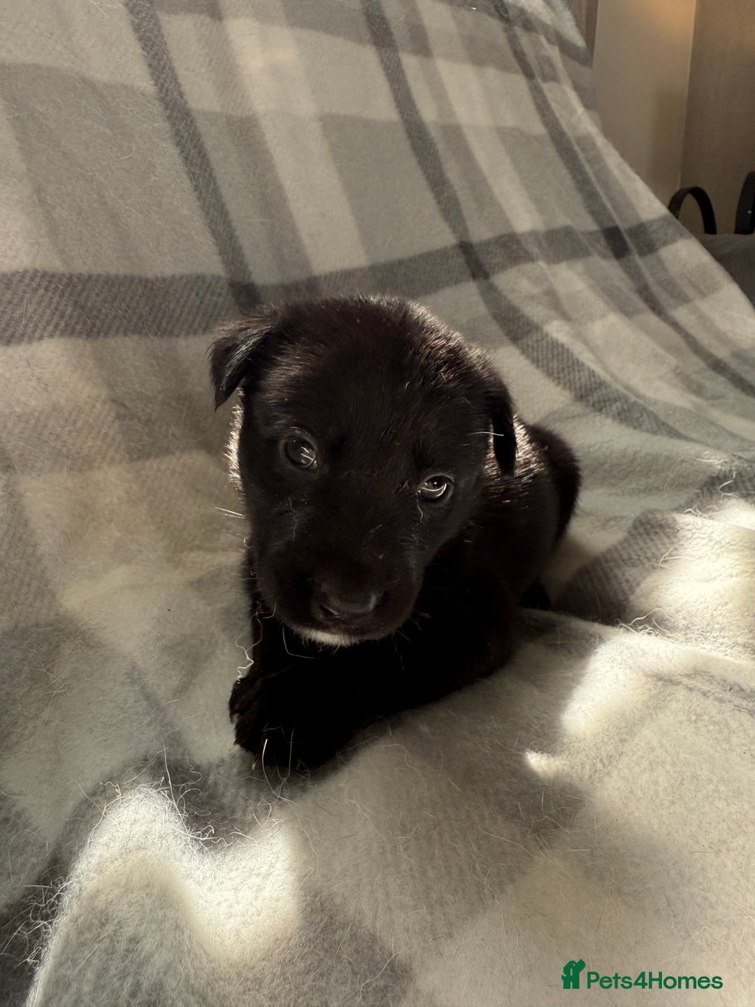 Mixed Breed dogs for sale: 10 RARE hybrid huskypoo’s!!! - Image 9