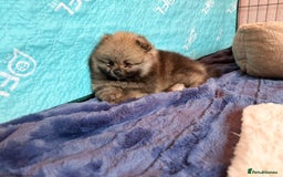 Pomeranian dogs for sale: Teddy Face Pomeranian Champion European Bloodline  - Image 11