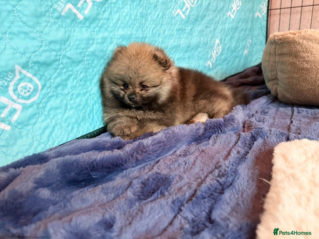 Pomeranian dogs for sale: Teddy Face Pomeranian Champion European Bloodline  - Image 11