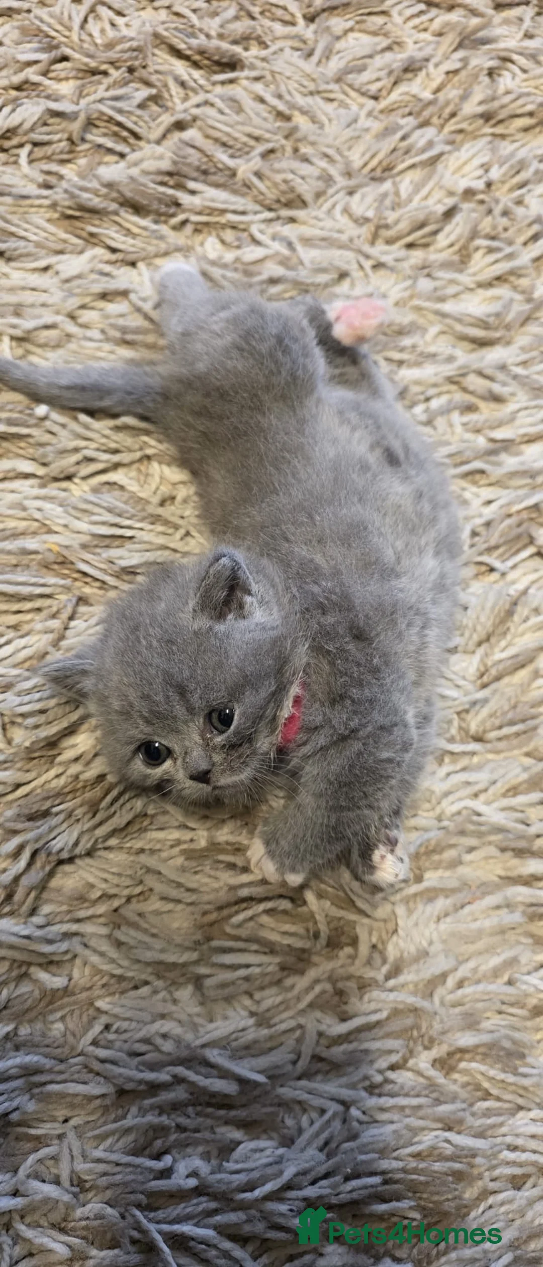 British Shorthair cats for sale: Sweet and lovely British shorthair kittens - Advert 8