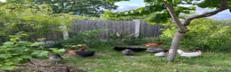 Hens poultry for sale: Young Hens  for sale  in Bushey - Advert 6