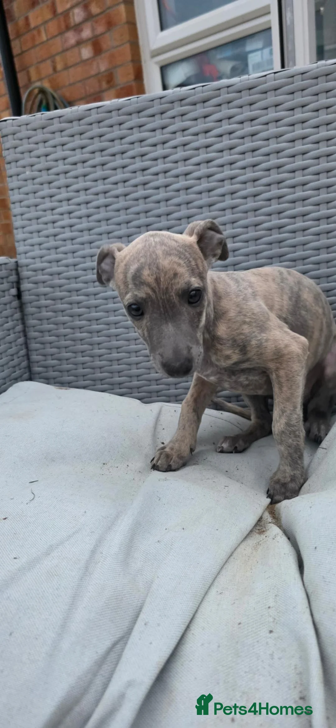 Whippet dogs for sale: Whippet - Advert 2