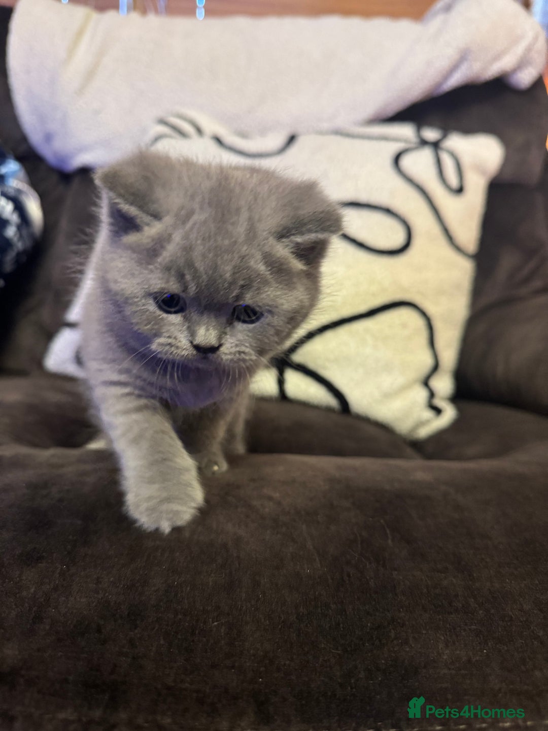 British Shorthair cats for sale: British Shorthair Kittens For Sale - Advert 3
