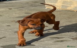 Rhodesian Ridgeback dogs for sale: Beautiful KC Reg’d Rhodesian Ridgeback in Rotherham - Image 34