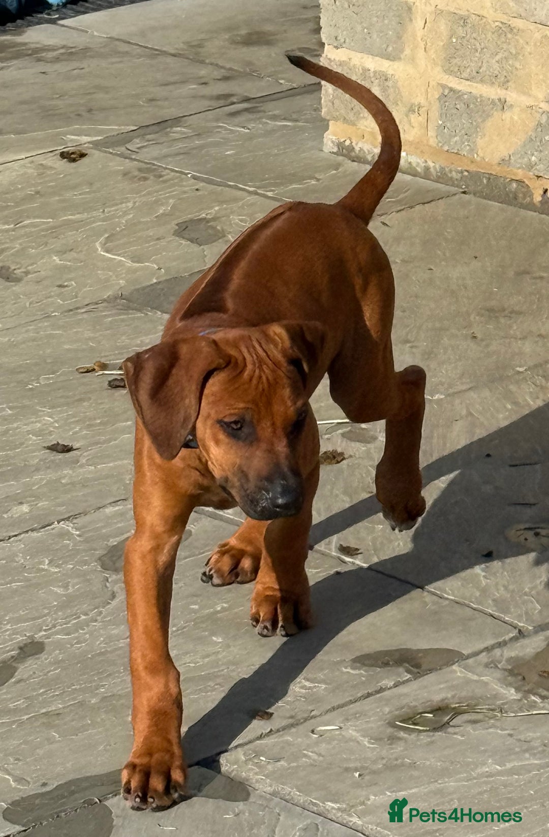 Rhodesian Ridgeback dogs for sale: Beautiful KC Reg’d Rhodesian Ridgeback in Rotherham - Image 34