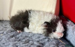Guinea Pig rodents for sale: Lunkarya Guinea Pig Babies - Image 3
