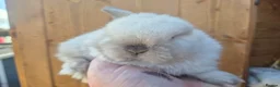 Mini Lop rabbits for sale: 🧡Absolutely gorgeous mini lop babies 🧡 - Advert 19