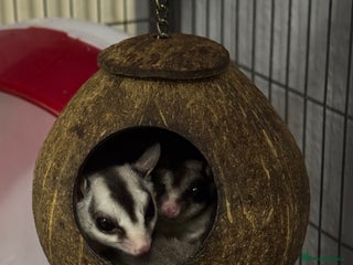 Sugar Glider rodents - Advert 1
