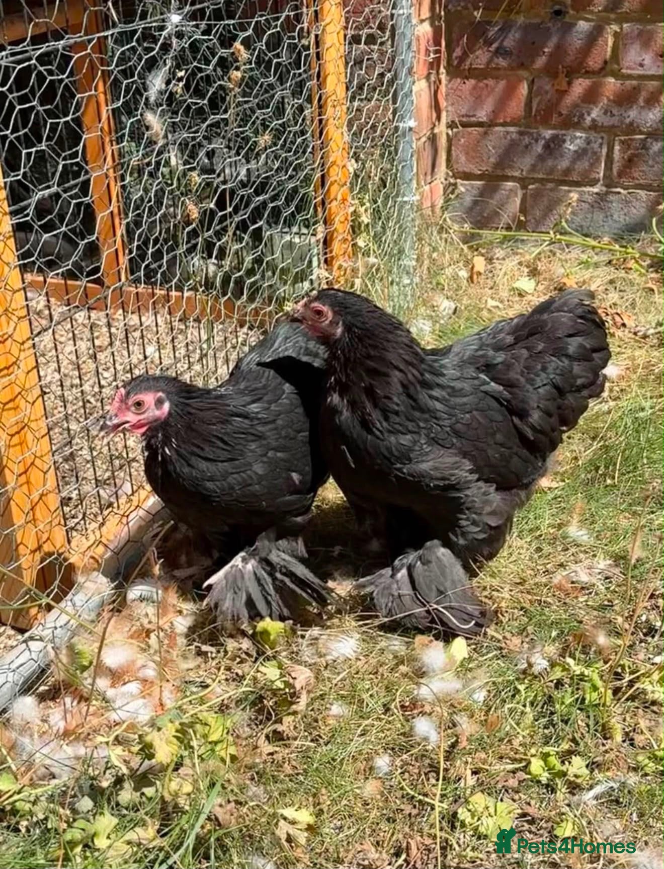 Chickens poultry Pair of Black Cochins for sale - Advert 1