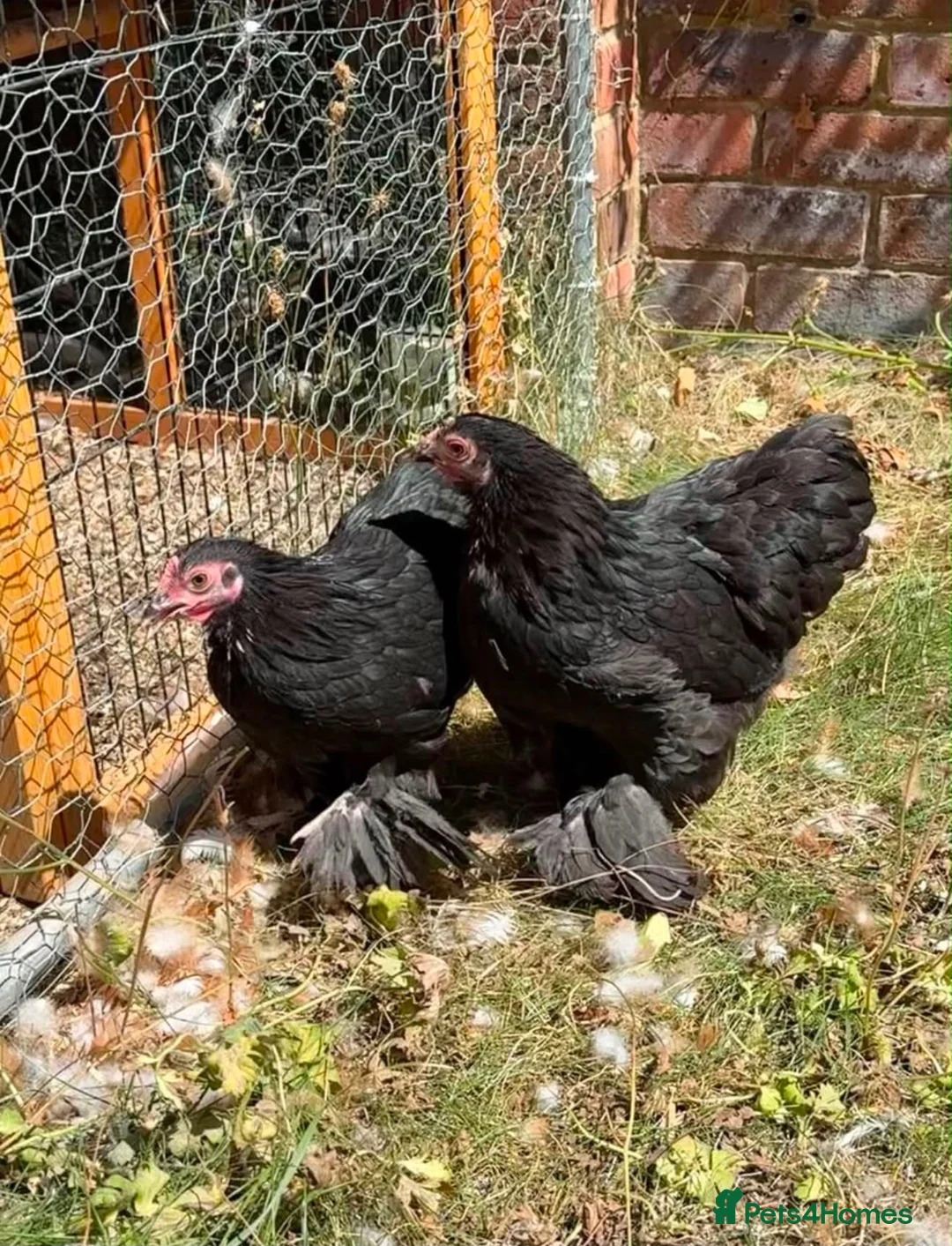 Chickens poultry for sale: Pair of Black Cochins for sale in Worcester Park - Advert 1