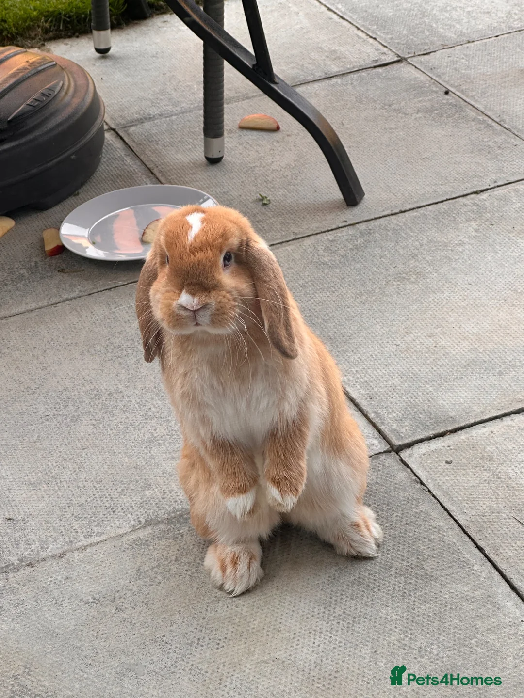 Mini Lop rabbits for sale: Gorgeous mini lop sisters in Wigan - Advert 2