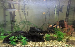 Other/Mixed Breed fish for sale: Selection of tropical fish - Image 1