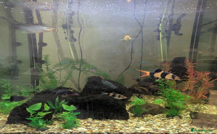 Other/Mixed Breed fish - Advert 1