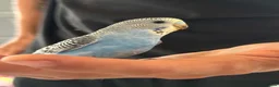 Budgerigars birds for sale: Hand Tame Baby Budgies - Advert 4
